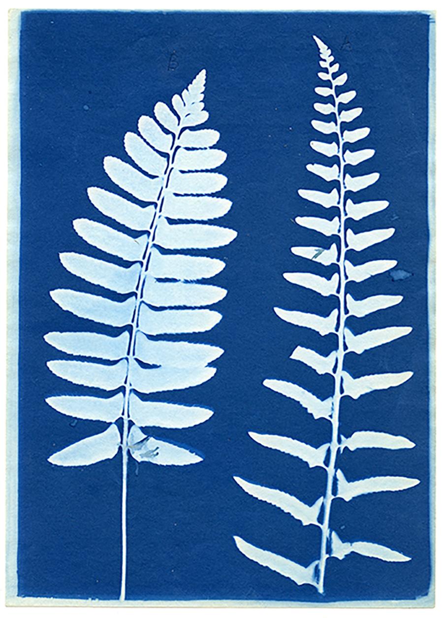 Unknown Still-Life Print - Cyanotype Fern - 12