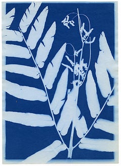 Cyanotype Fern - 15