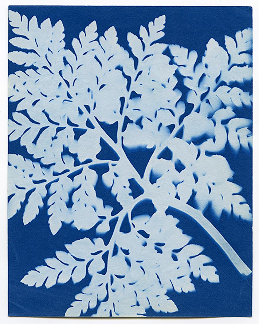 Unknown Abstract Print - Cyanotype Fern - 5