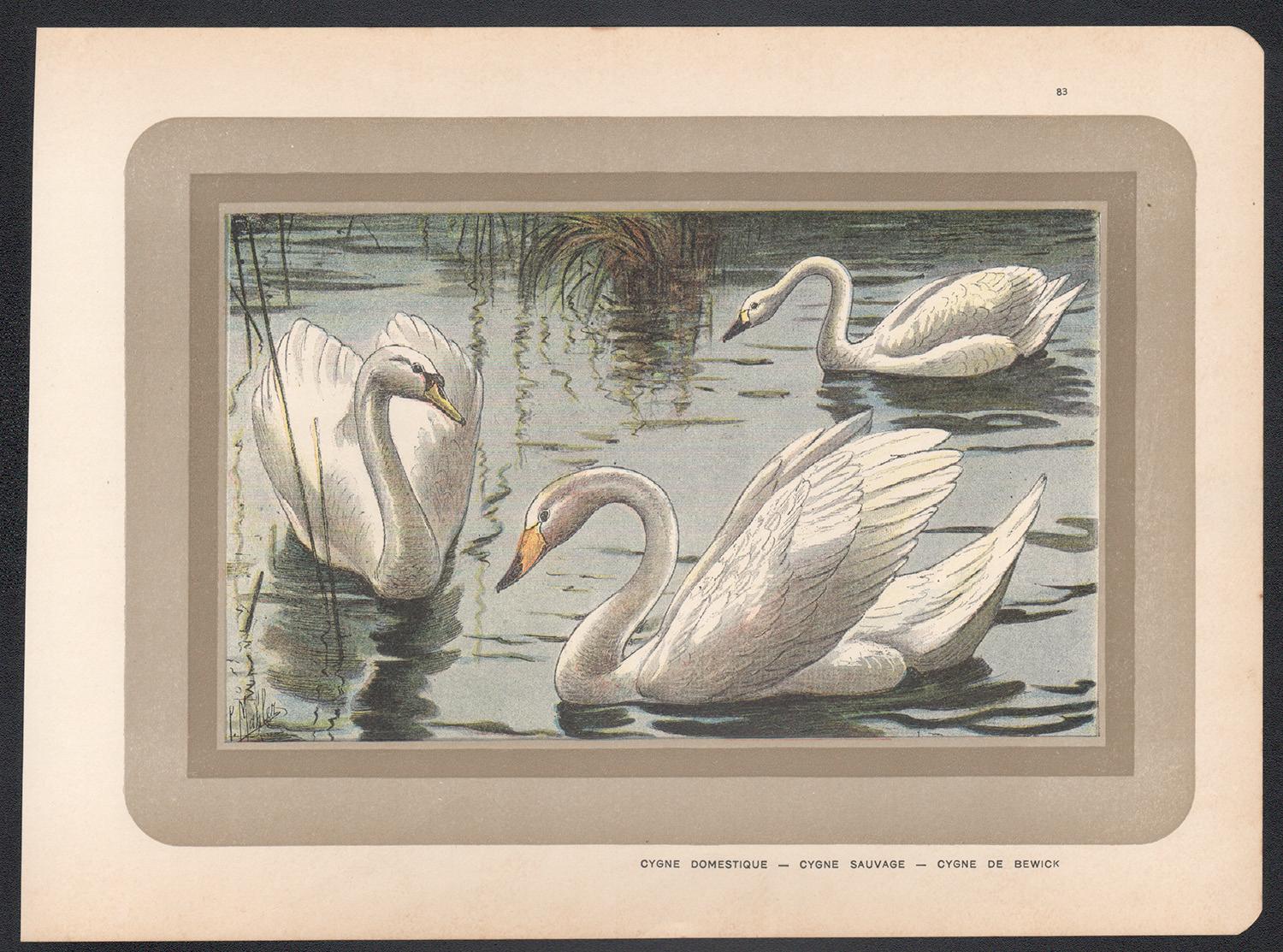 Swan, French antique natural history bird chromolithograph illustration print - Print by Unknown