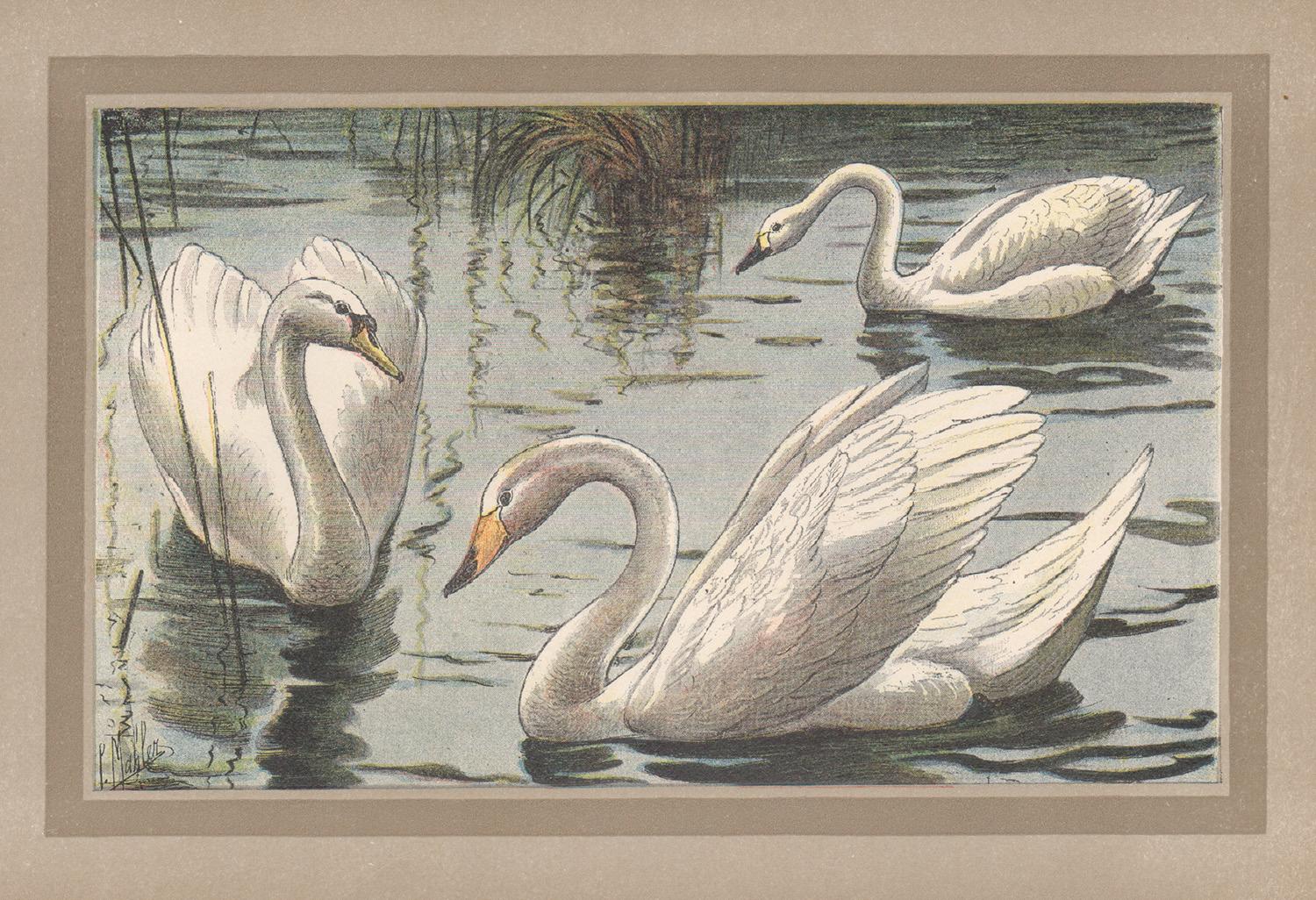 Unknown Animal Print - Swan, French antique natural history bird chromolithograph illustration print