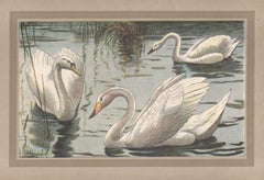 Swan, French antique natural history bird chromolithograph illustration print