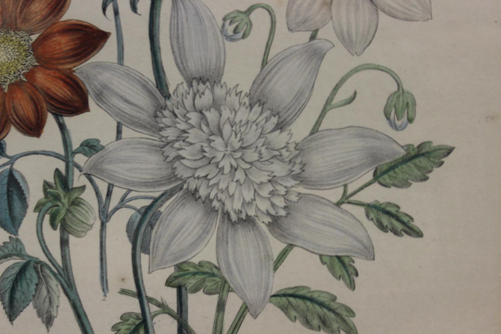 Dahlias en vente 1