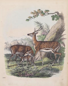 Antique Deer Family - Original Lithograph - 1860
