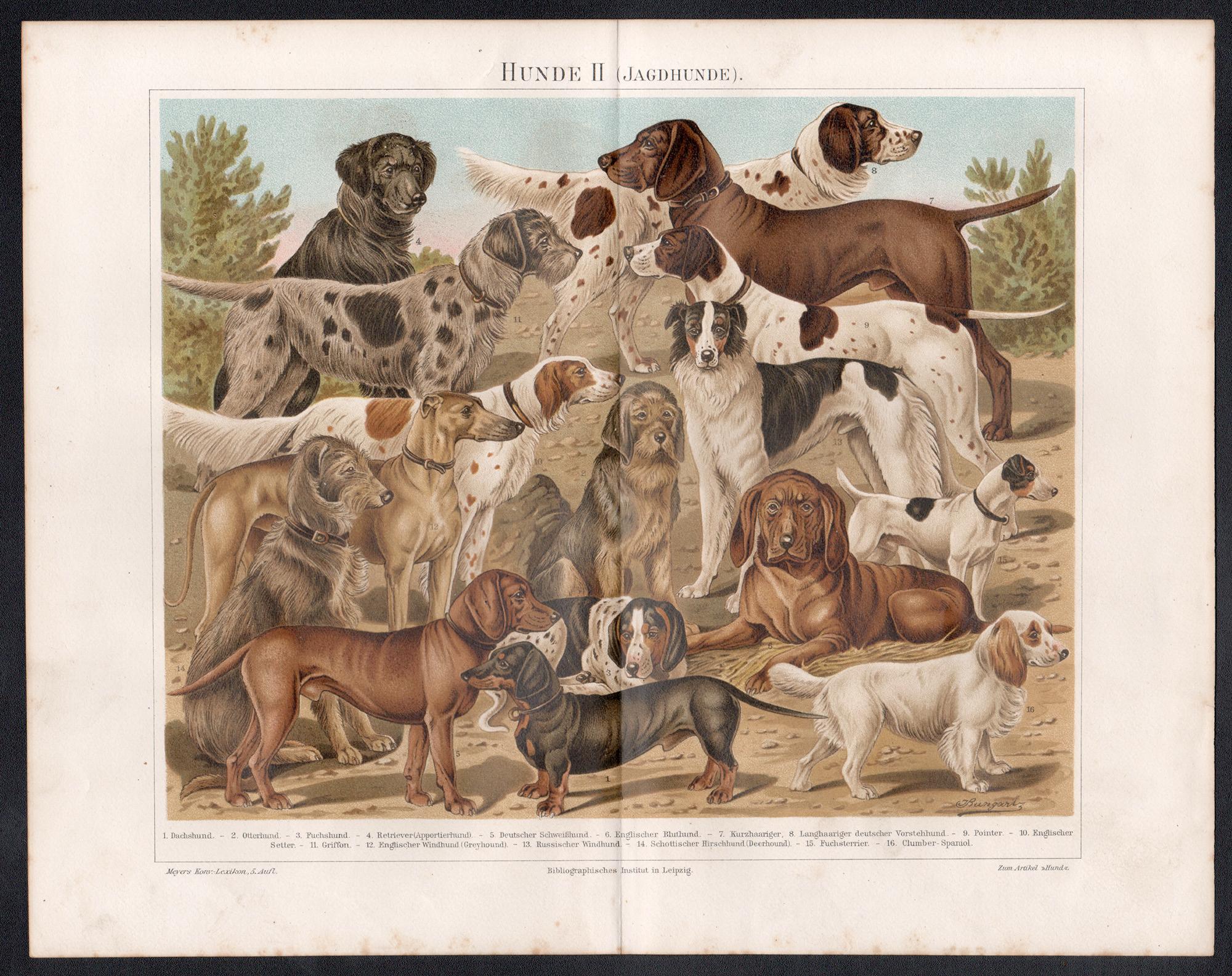 Perros, impresión cromolitográfica animal antigua alemana - Print de Unknown