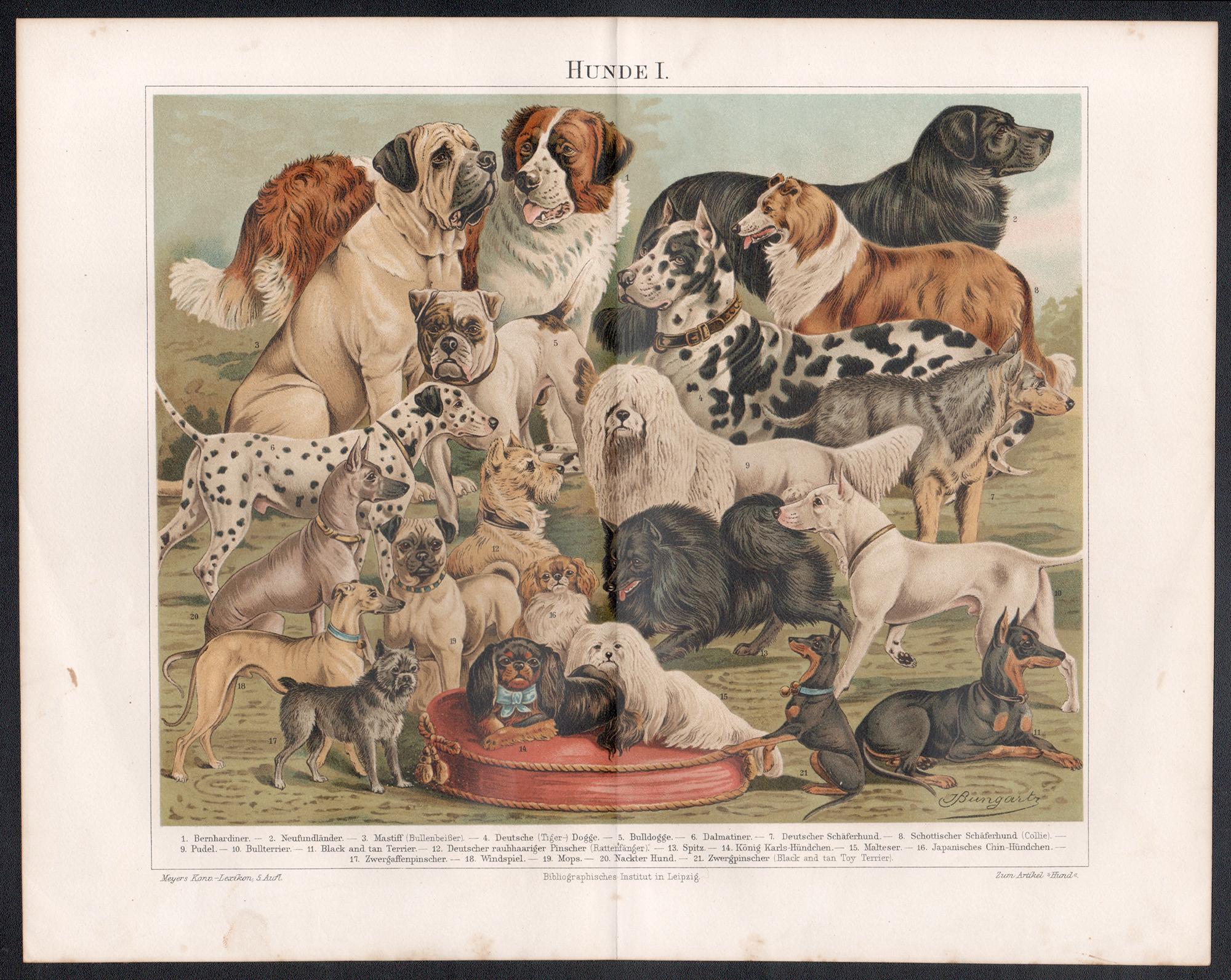 Perros, impresión cromolitográfica animal antigua alemana - Print de Unknown