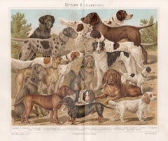 Dogs, German antique animal chromolithograph print