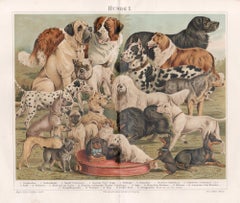 Dogs, German antique animal chromolithograph print