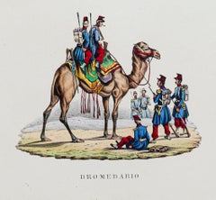 Dromadaire - Lithographie coloriée à la main - 19ème siècle