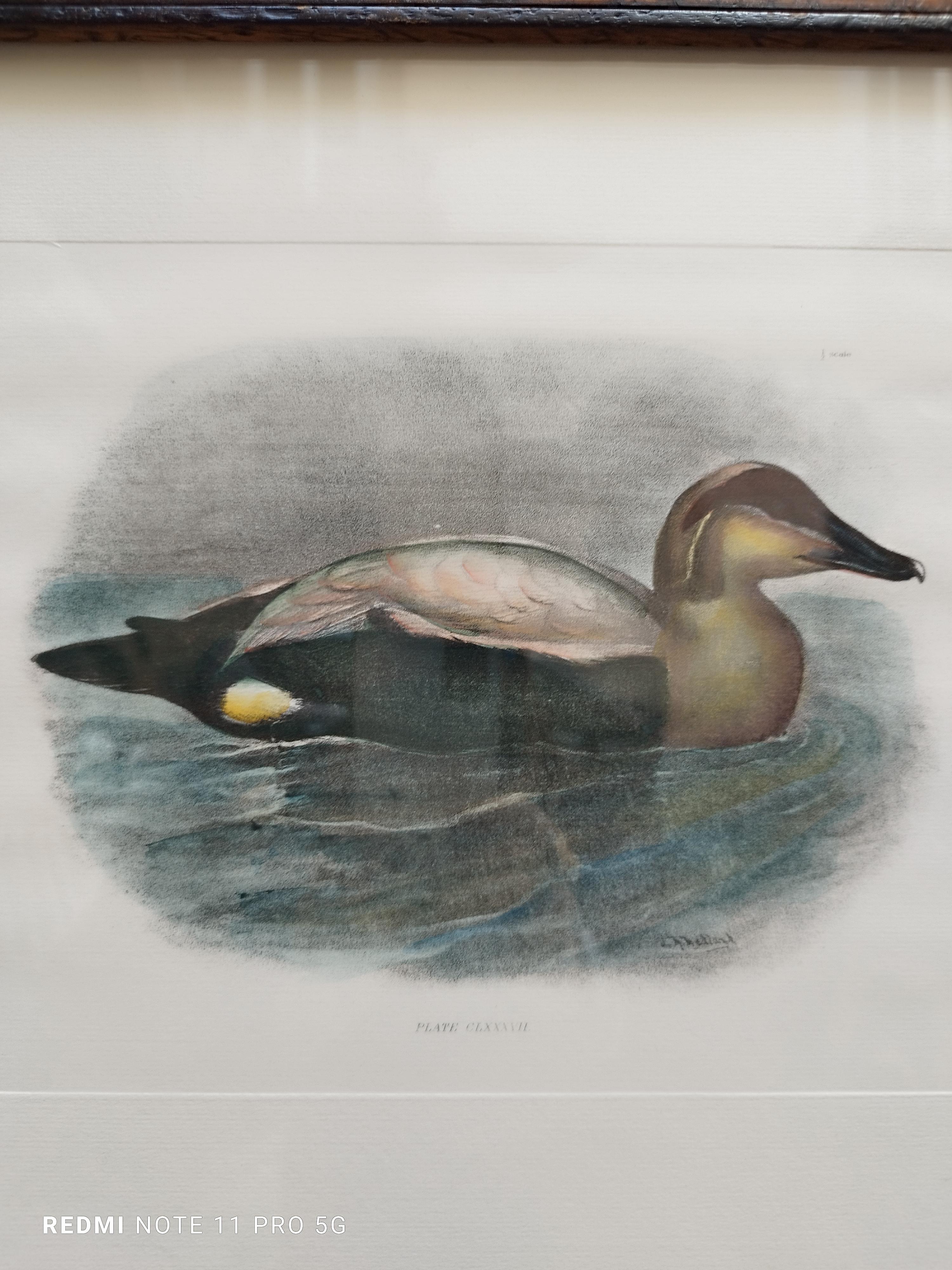 Duck - Colored lithograph on paper 1950s - Print by Unknown