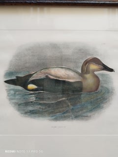 Duck - Colored lithograph on paper 1950s