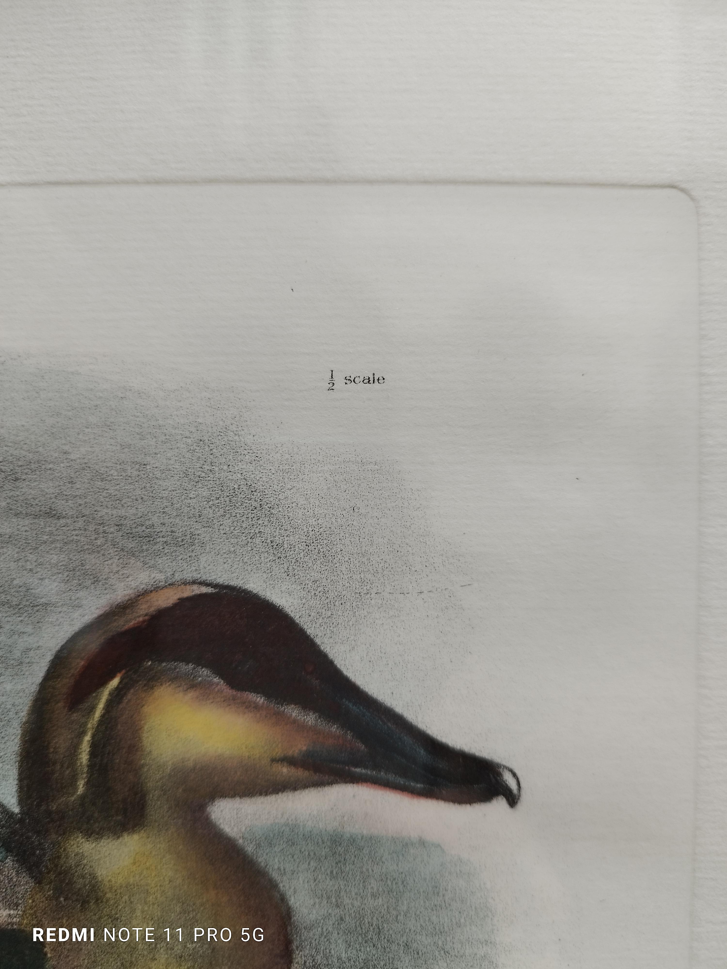 Duck - Colored lithograph on paper 1950s - Old Masters Print by Unknown