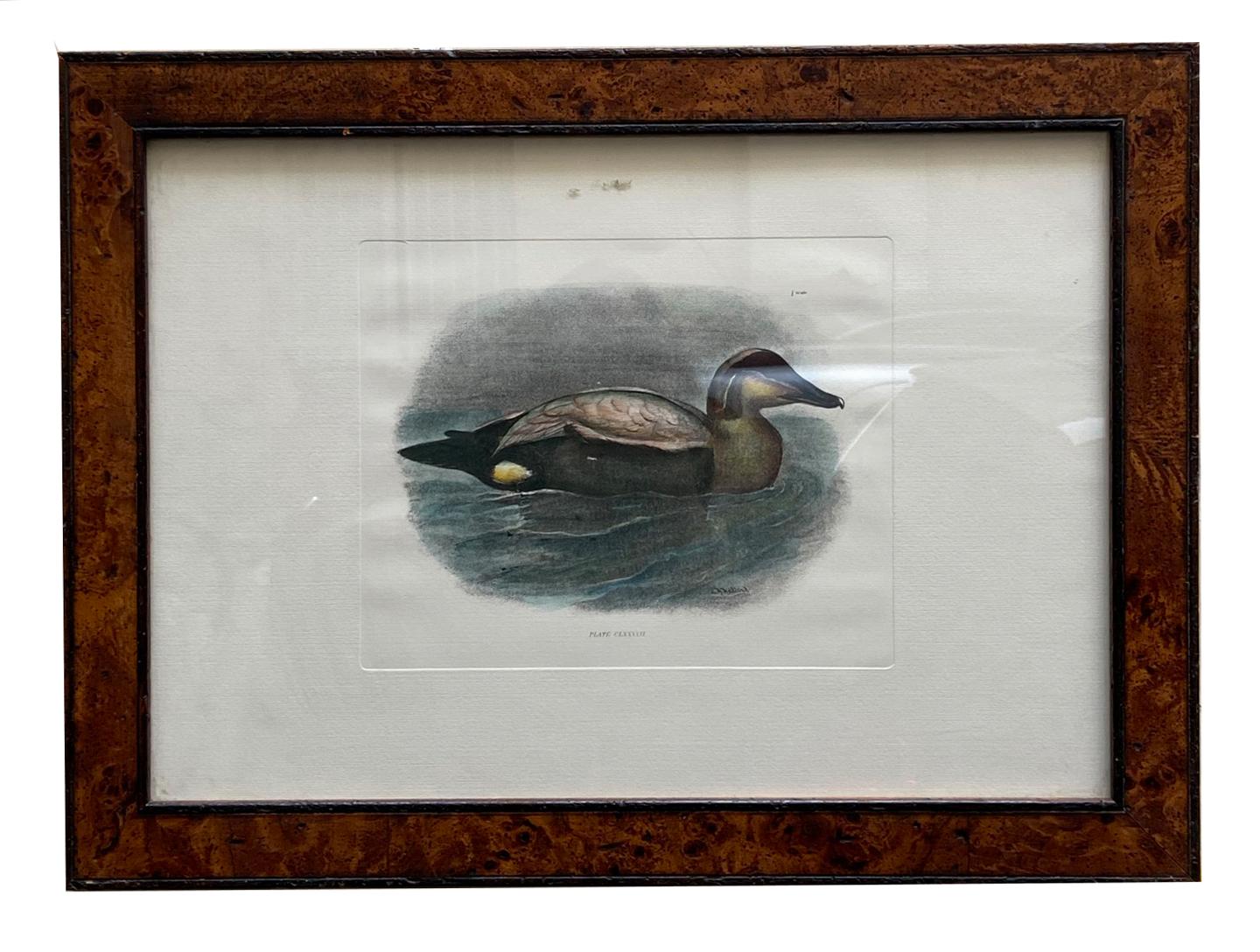 Unknown Animal Print - Duck - Colored lithograph on paper 1950s