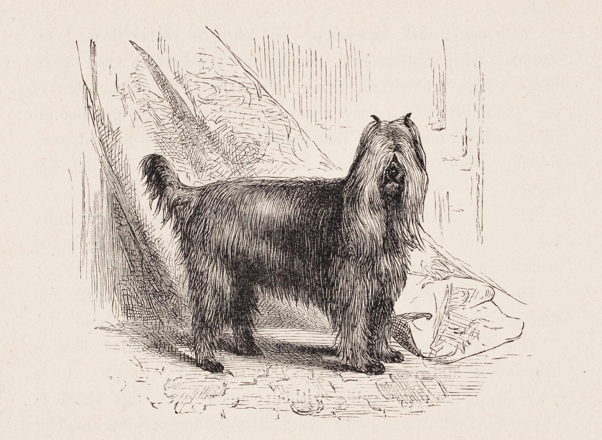 Unknown Print – „Dundreary, ein blau-brauner Terrier