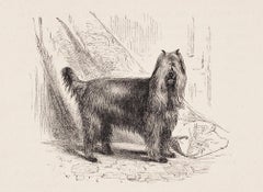 Antique "Dundreary, " a Blue Tan Terrier