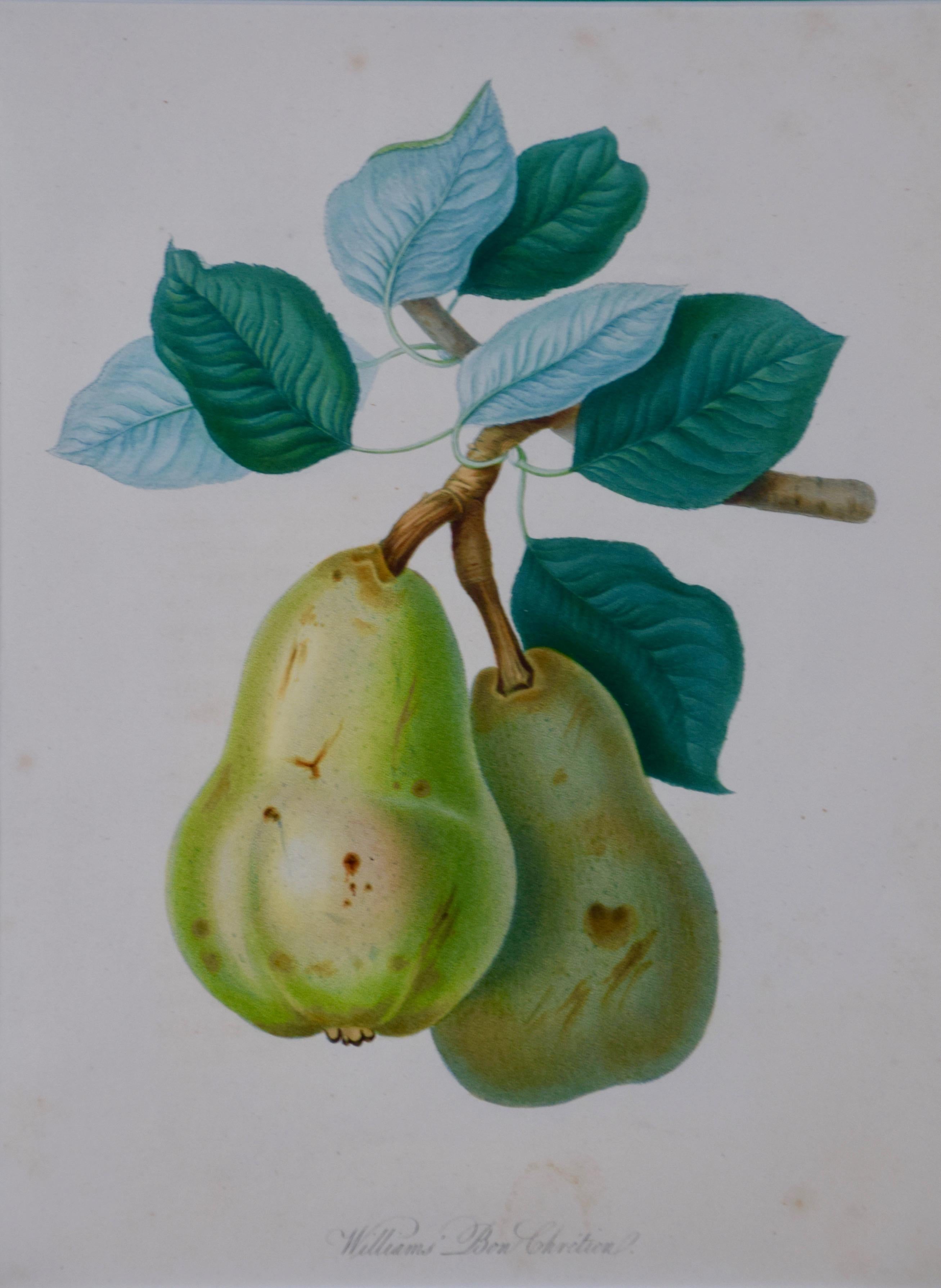 Hand Colored Engraving of a William's Bon Chretien, Heirloom Pear, Early 1800's - Print by Unknown
