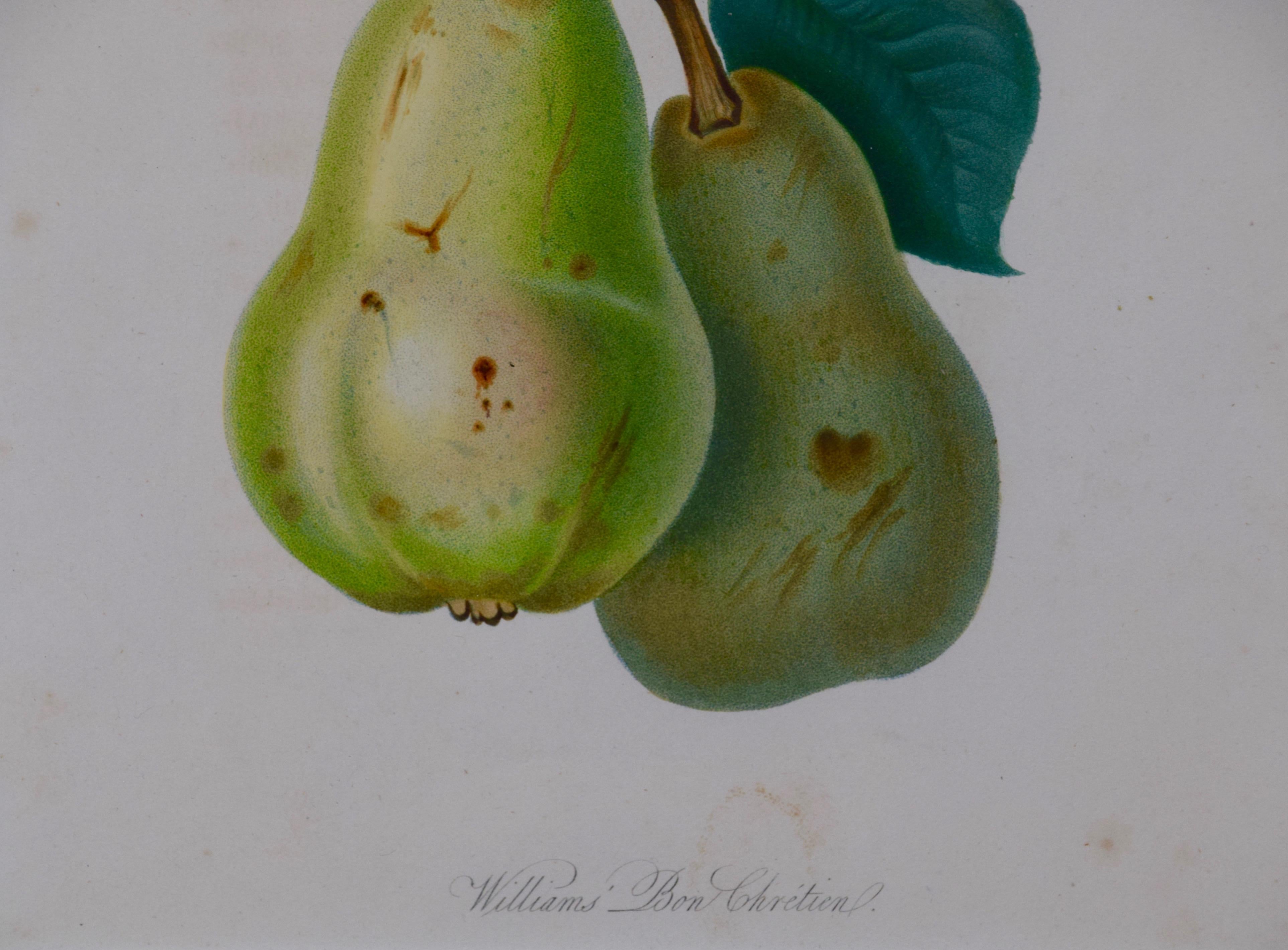 Hand Colored Engraving of a William's Bon Chretien, Heirloom Pear, Early 1800's - Academic Print by Unknown