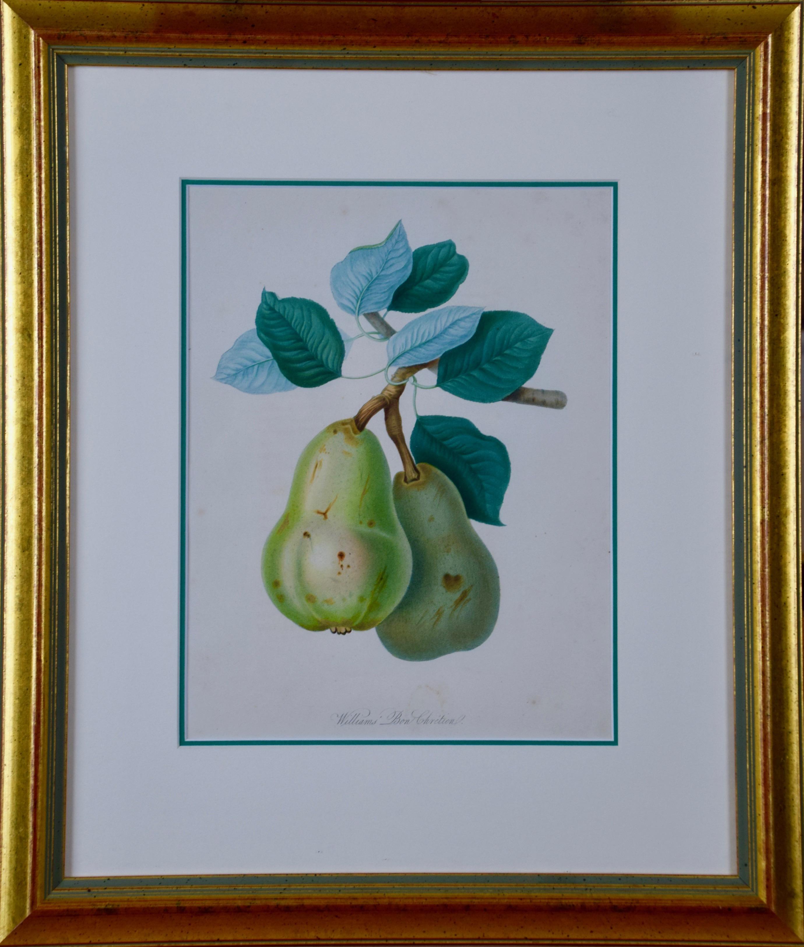 Unknown Figurative Print - Hand Colored Engraving of a William's Bon Chretien, Heirloom Pear, Early 1800's