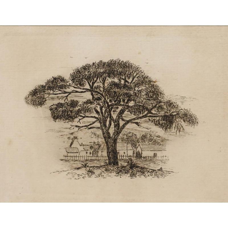 Acquaforte dei primi del Novecento - Un albero possente - Print di Unknown