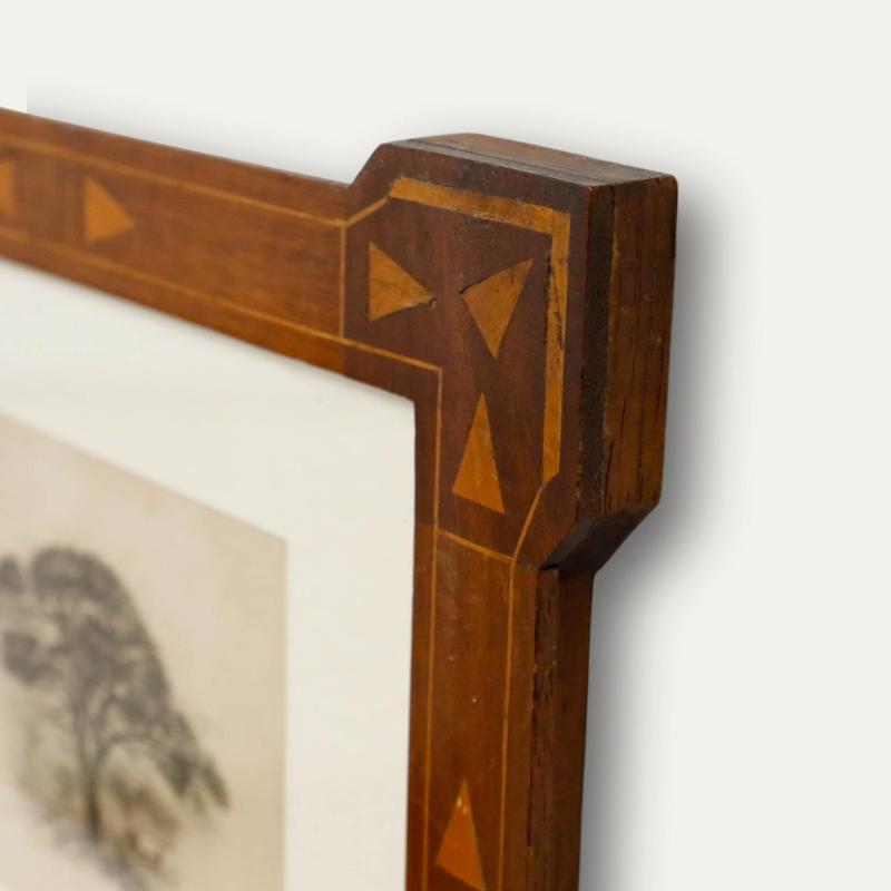 Un'affascinante incisione dei primi del Novecento che ritrae un albero solitario in tutta la sua maestosità. Reso con dettagli meticolosi e un occhio magistrale per la composizione. Senza segno. Splendidamente presentato in una cornice ornata da una