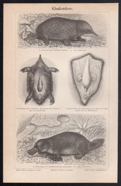 Echidna and Platypus, Australian animal monotreme antique engraving print