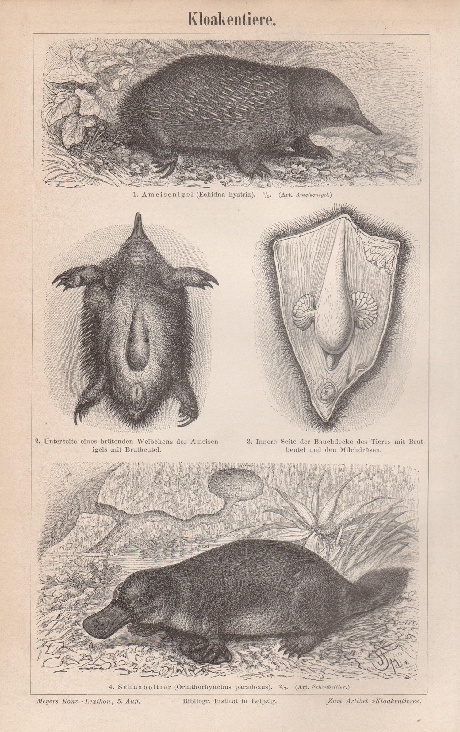 Animal Print de Unknown - Echidna and Platypus, Australian animal monotreme antique engraving print