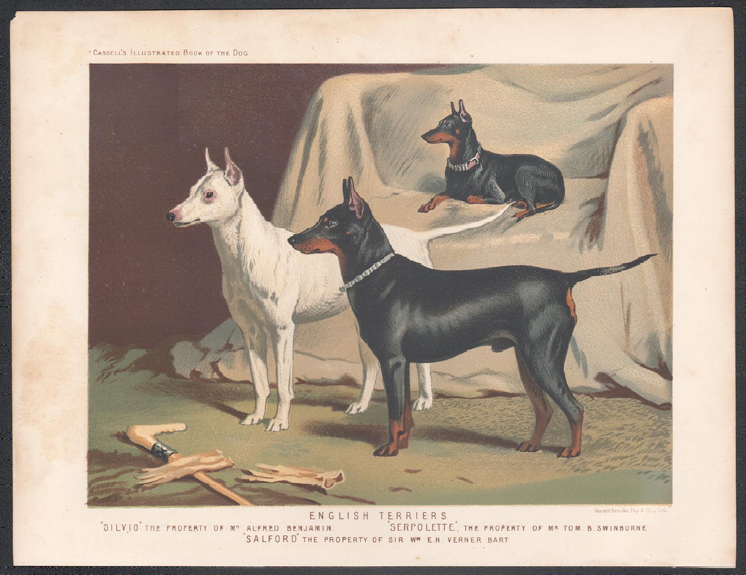 English Terriers, English Victorian dog chromolithograph, 1881 - Print by Unknown