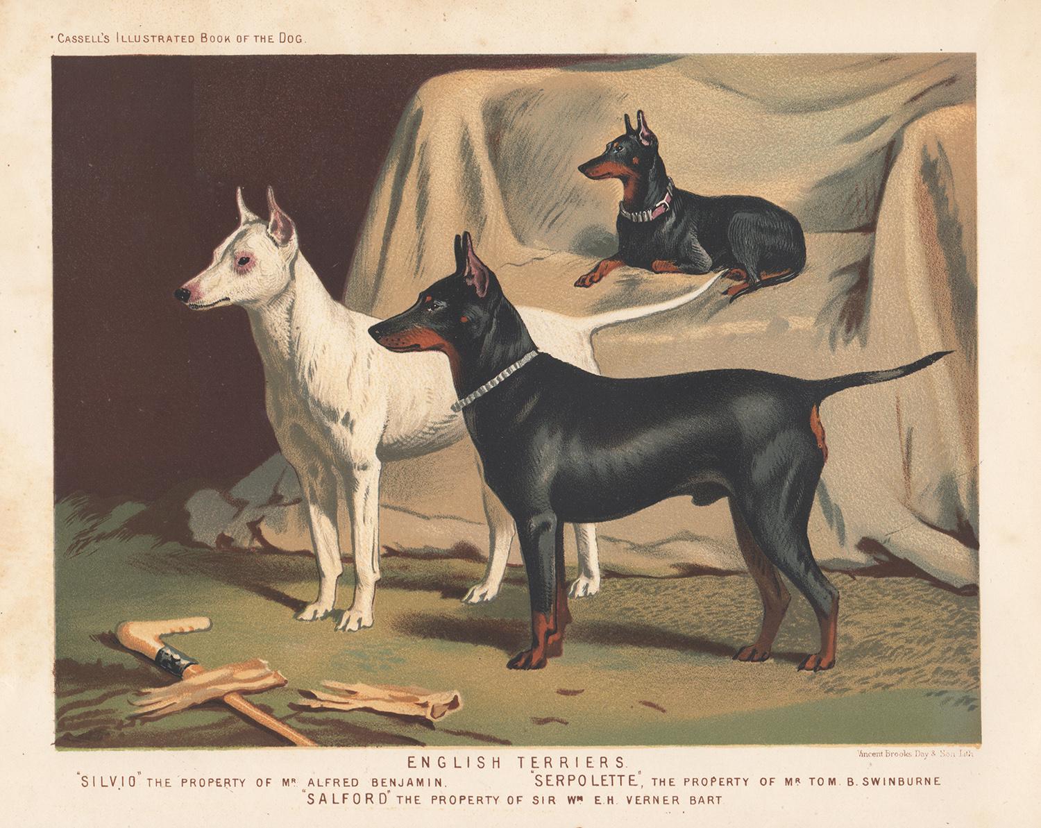 Terriers anglais, chromolithographie anglaise de chien de l'époque victorienne, 1881