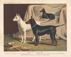 English Terriers, English Victorian dog chromolithograph, 1881