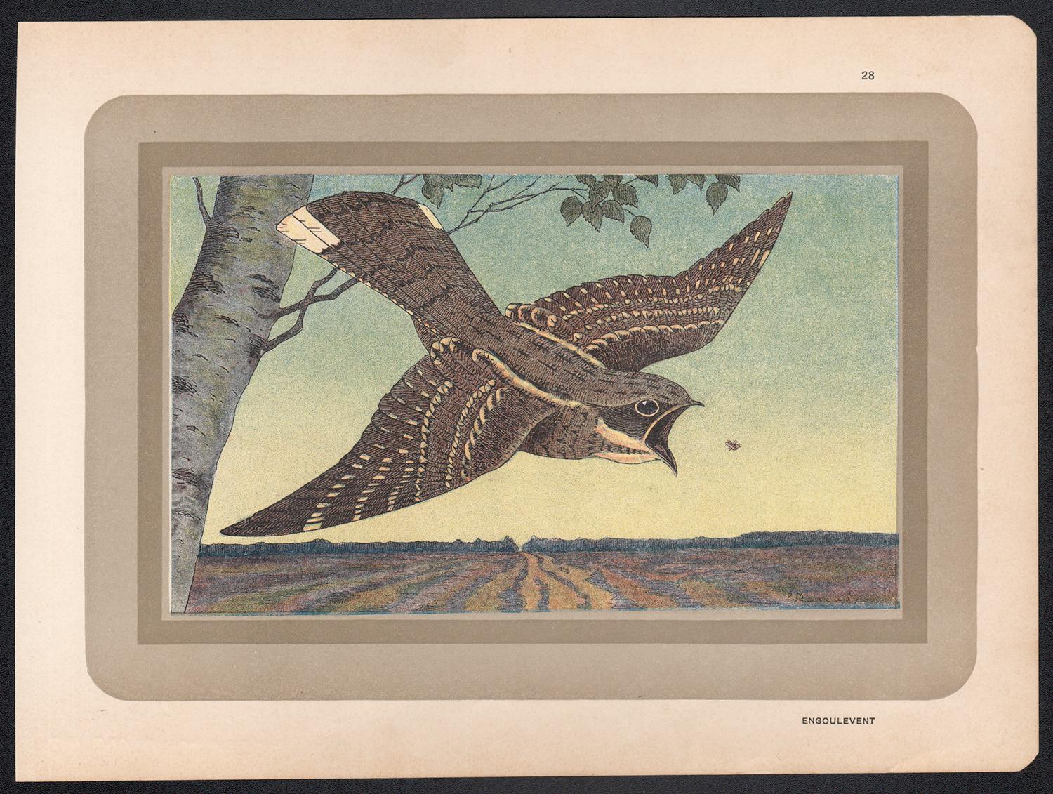 Nightjar, Französische antike Naturgeschichte, Vogelkunst-Illustration, Lithographie, Druck – Print von Unknown