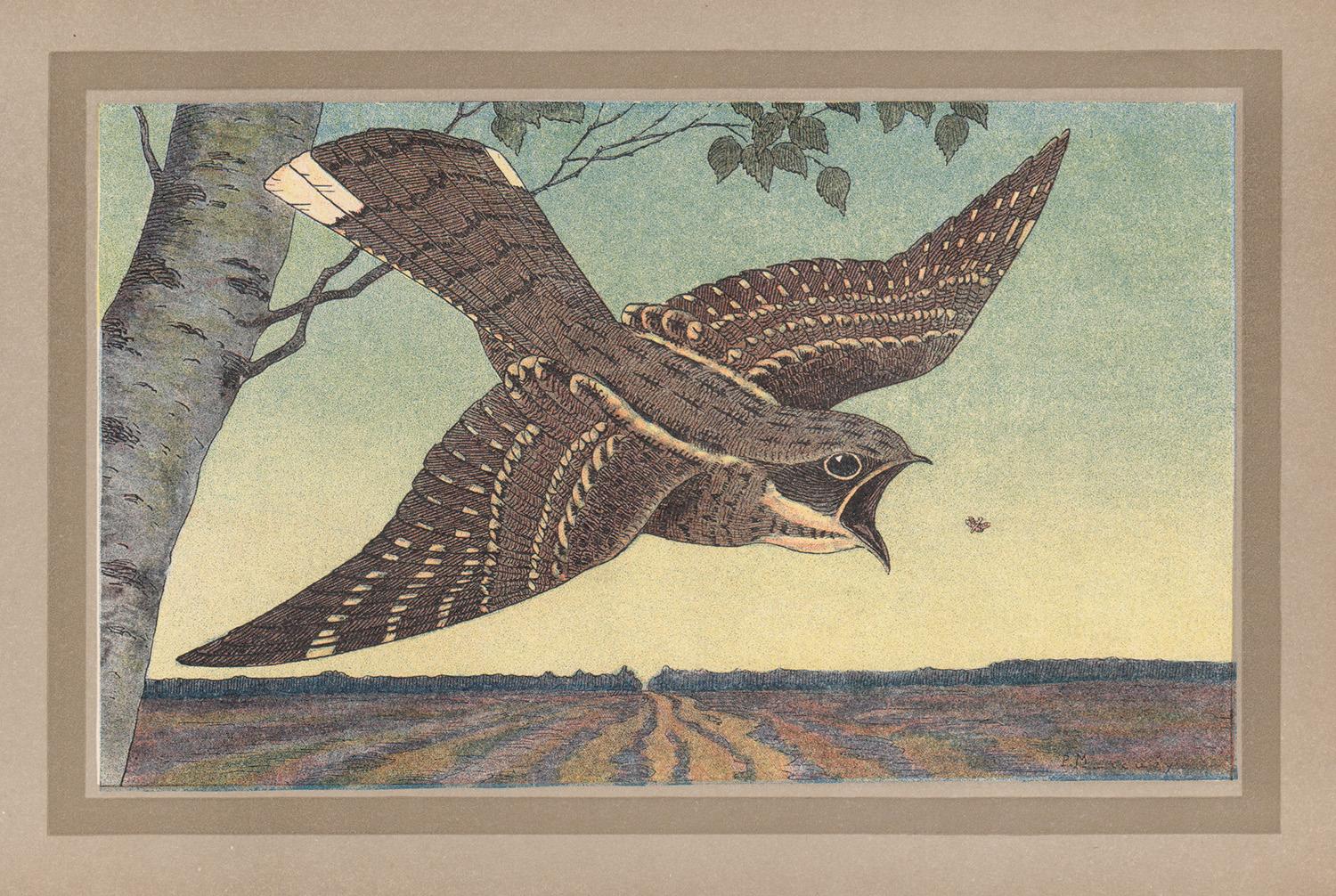 Nightjar, French antique natural history bird art illustration lithograph print
