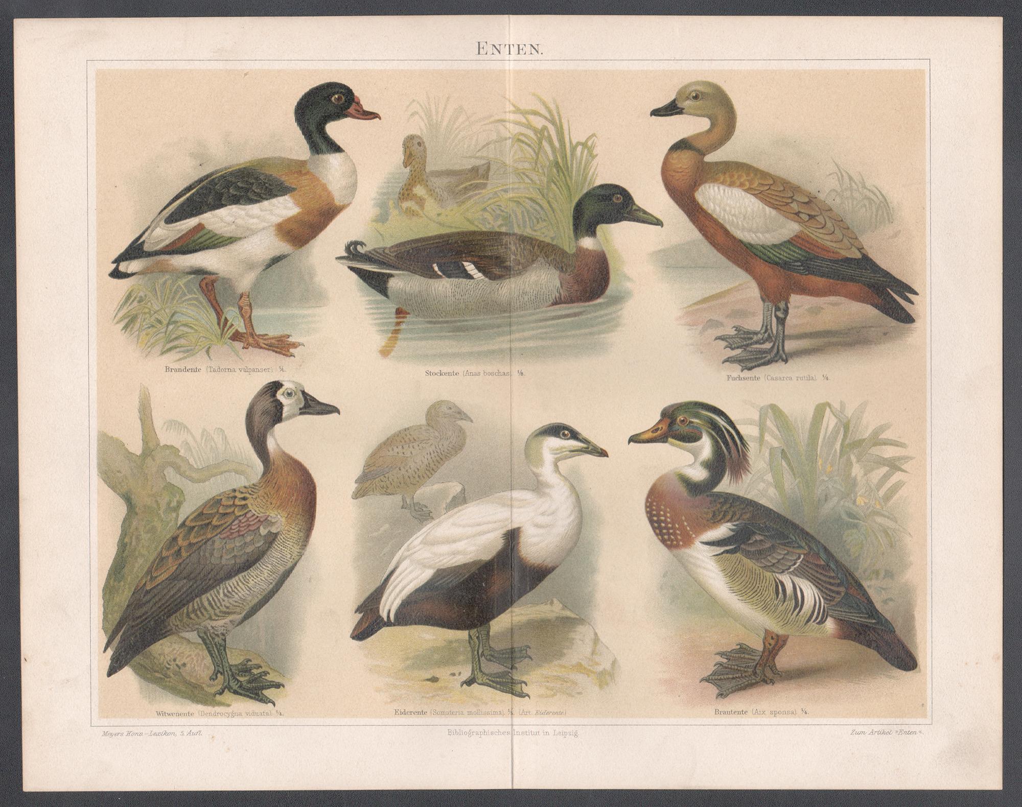 Enten (Ducks), German antique bird chromolithograph - Print by Unknown