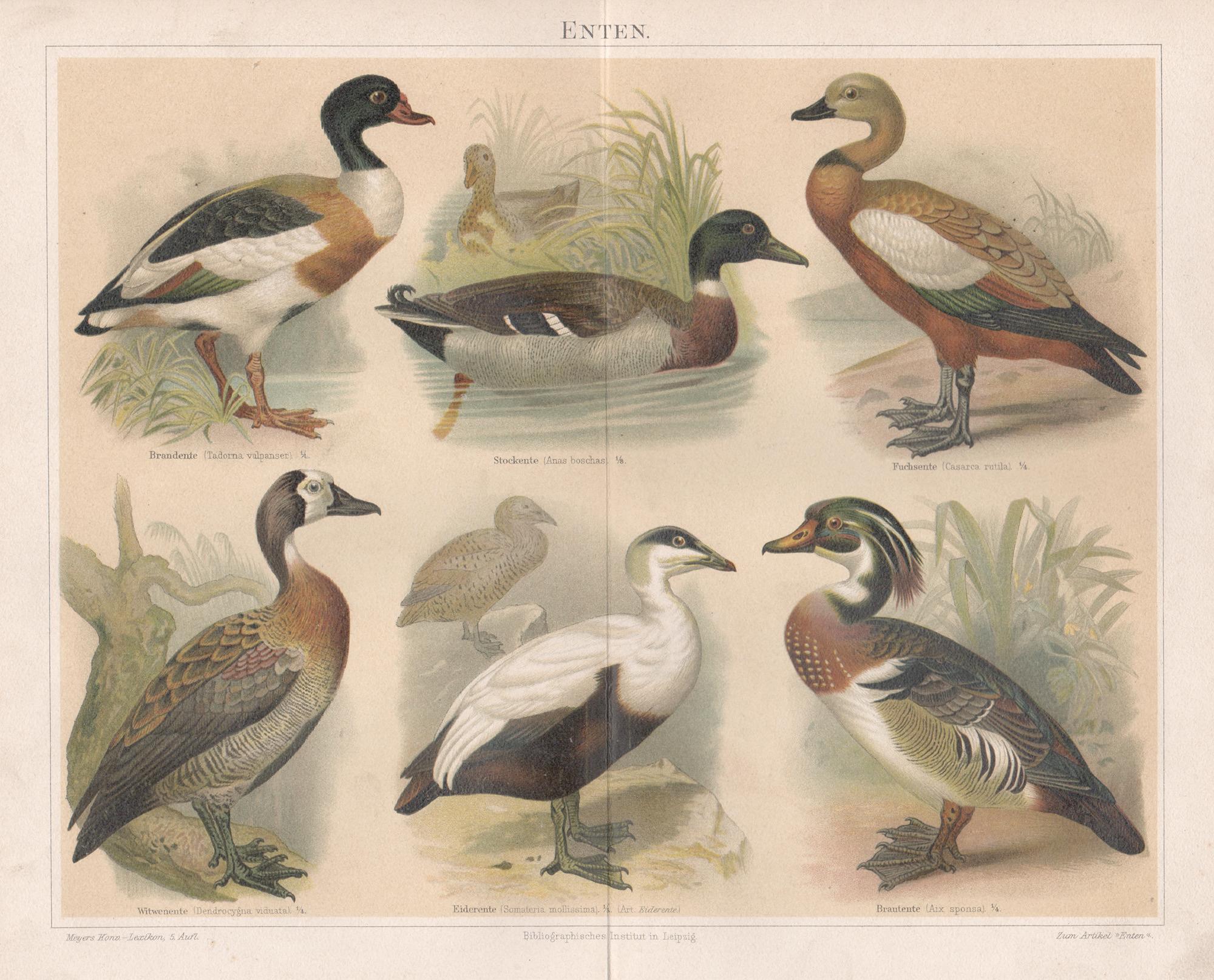 Enten (Ducs), chromolithographie allemande ancienne d'oiseaux