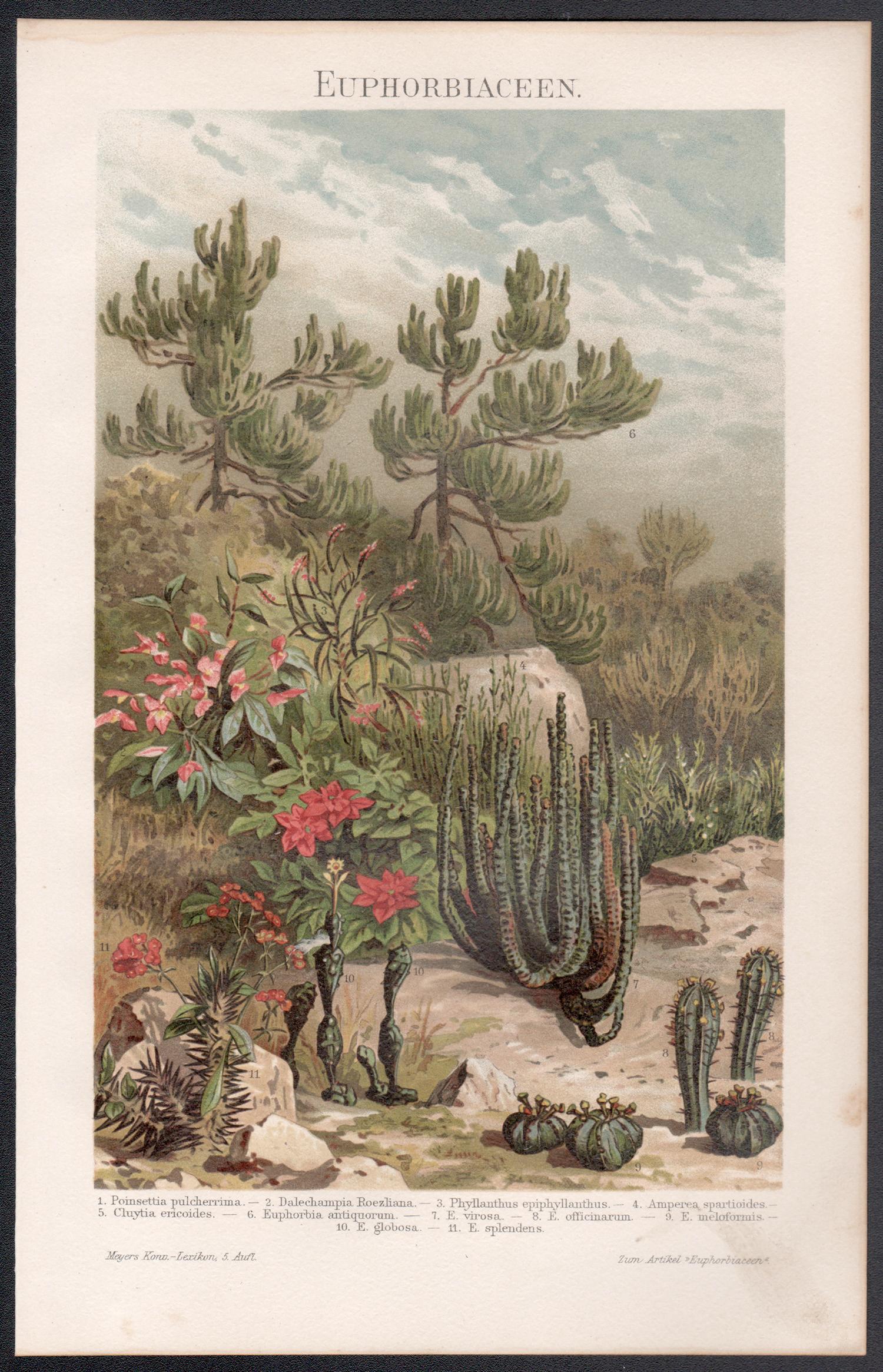 Euphorbia, impresión cromolitográfica antigua alemana de plantas botánicas - Print de Unknown