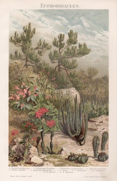 Euphorbia, stampa cromolitografica antica tedesca di piante botaniche