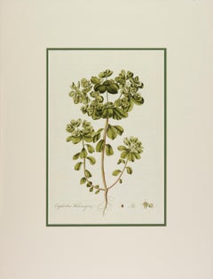 Antique Euphorbia Helioscopia 