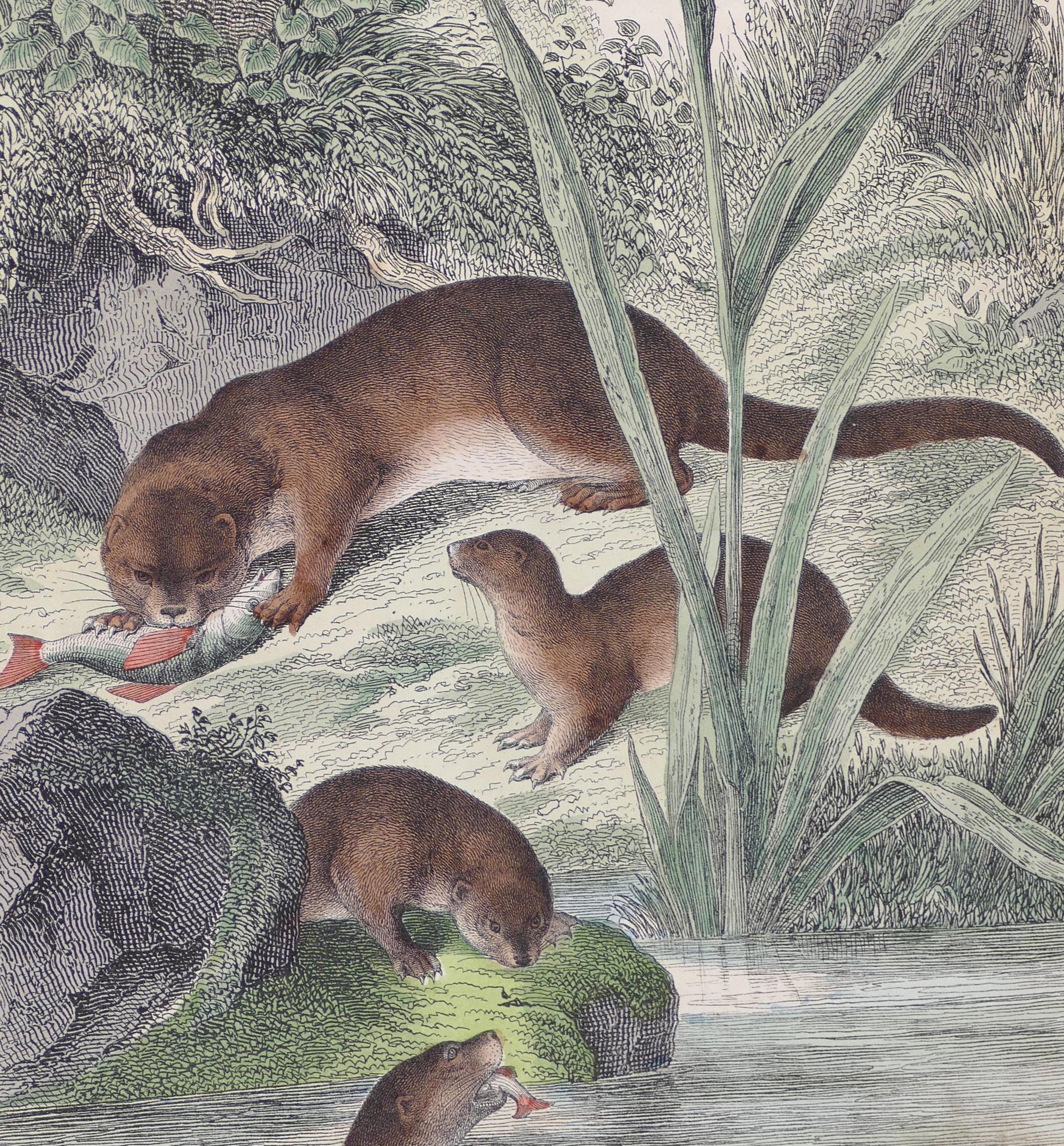 Eurasian Otters - Original Lithograph - 1860 - Print by Unknown