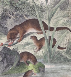 Eurasian Otters - Original Lithograph - 1860