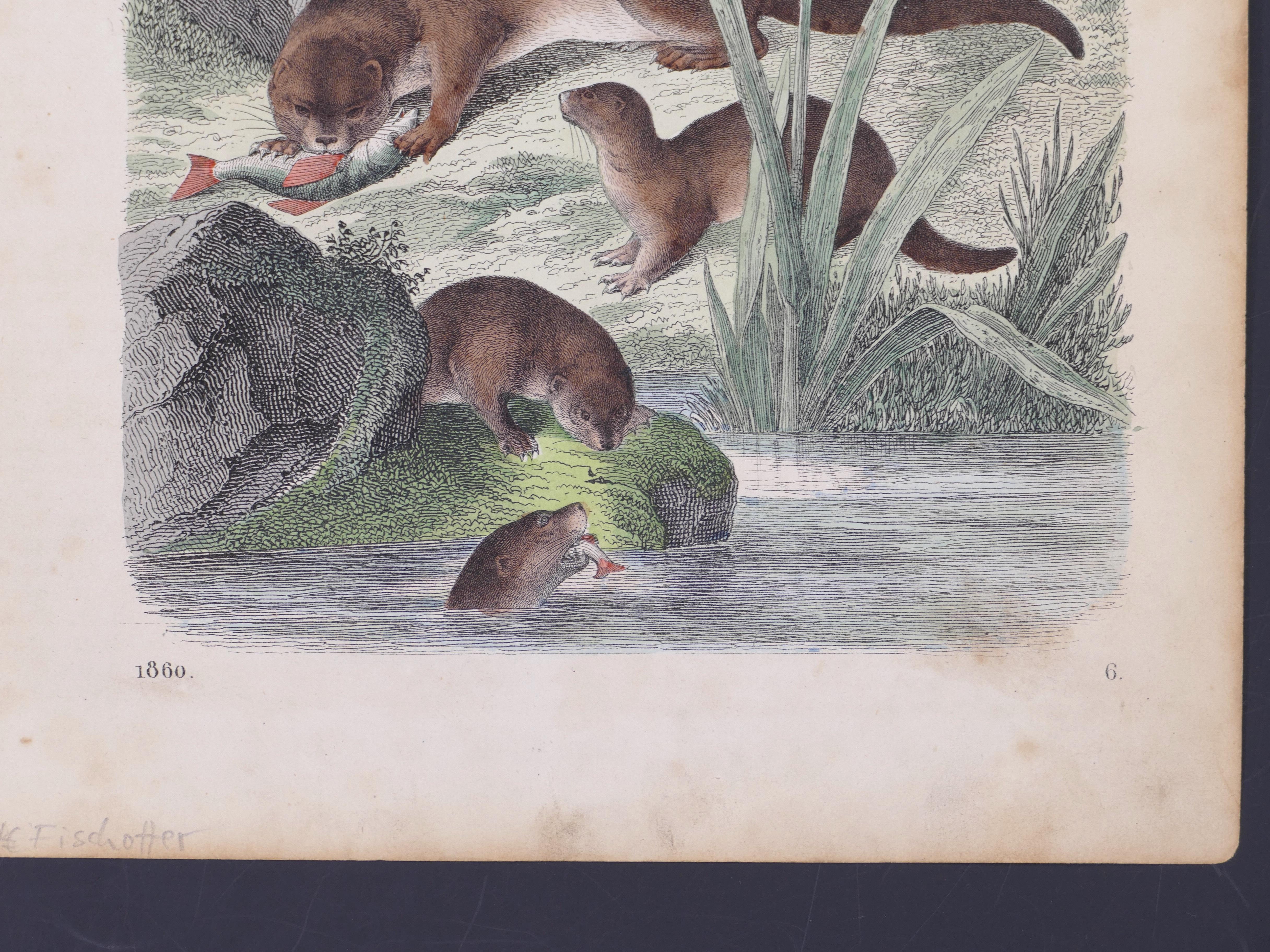 Eurasian Otters - Original Lithograph - 1860 - Gray Animal Print by Unknown