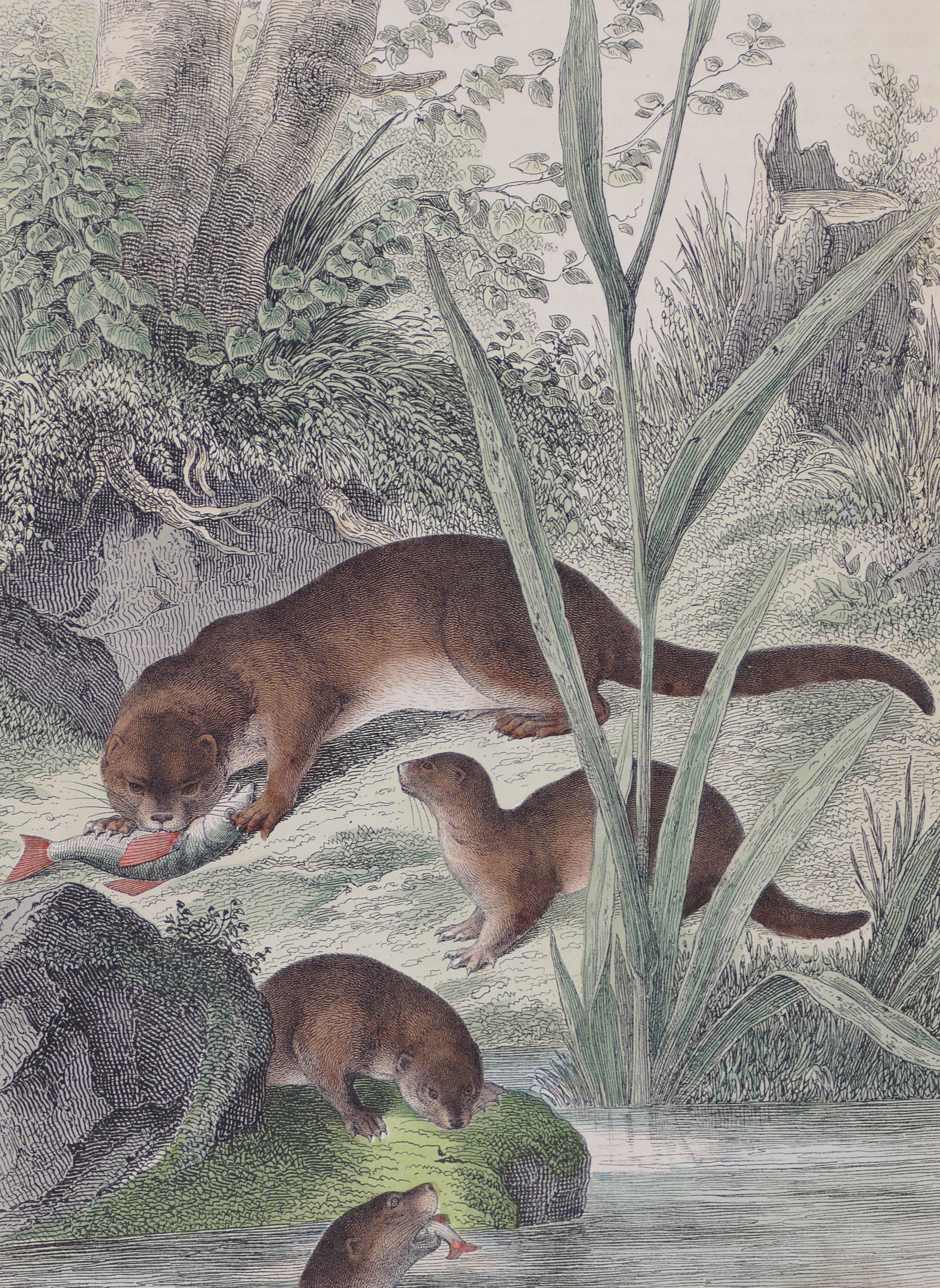 Image dimensioni: 20 x 15 cm.

Eurasian Otters is a color lithograph realized by an anonymous artist in 1860.

Original Title in pencil on the lower left corner: Fischotter. Dated 1860, p. 6. 

Good conditions, except for a usual yellowing of the