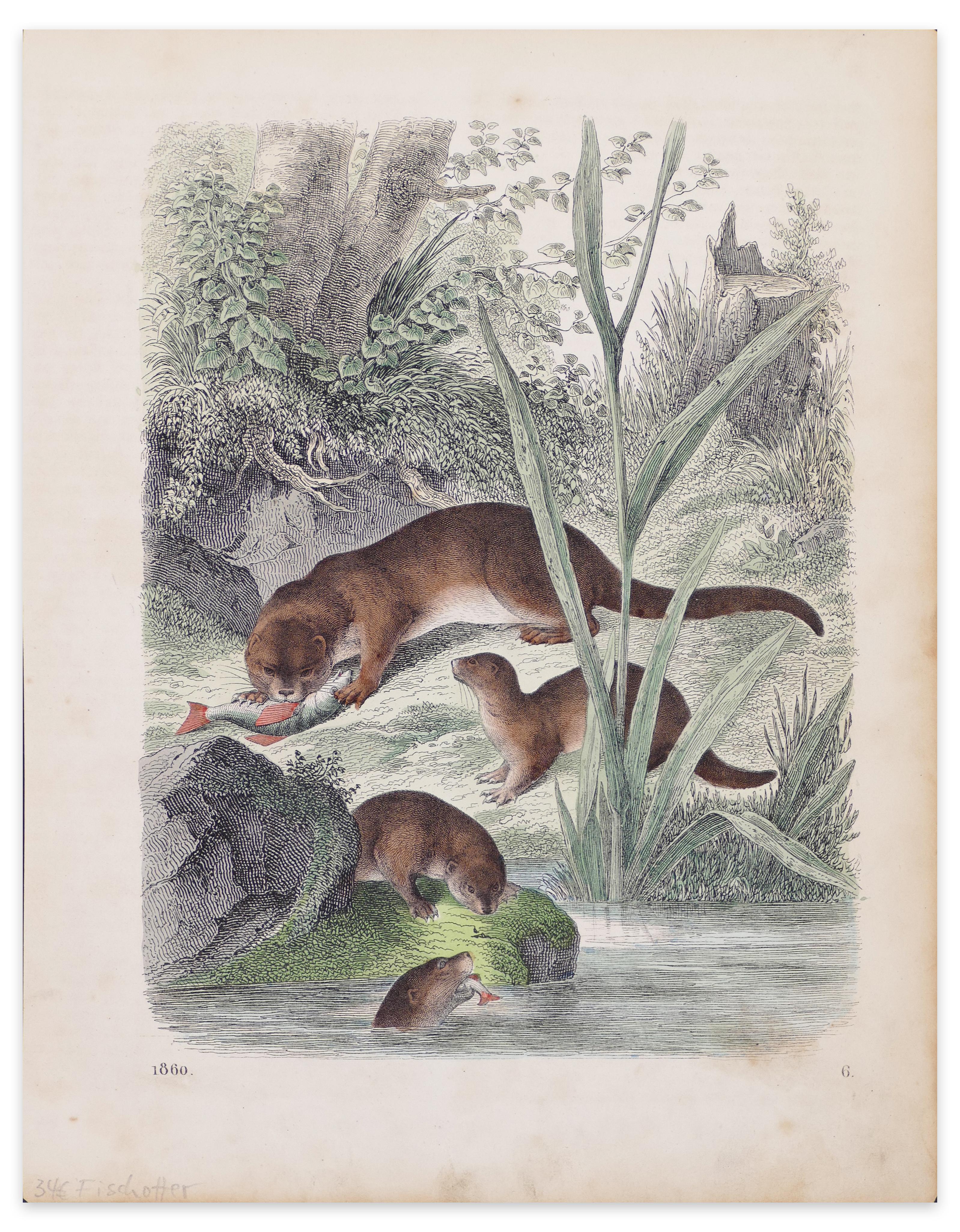 Unknown Animal Print - Eurasian Otters - Original Lithograph - 1860