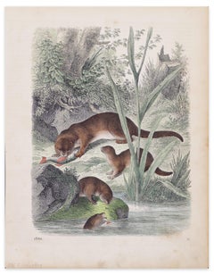 Antique Eurasian Otters - Original Lithograph - 1860