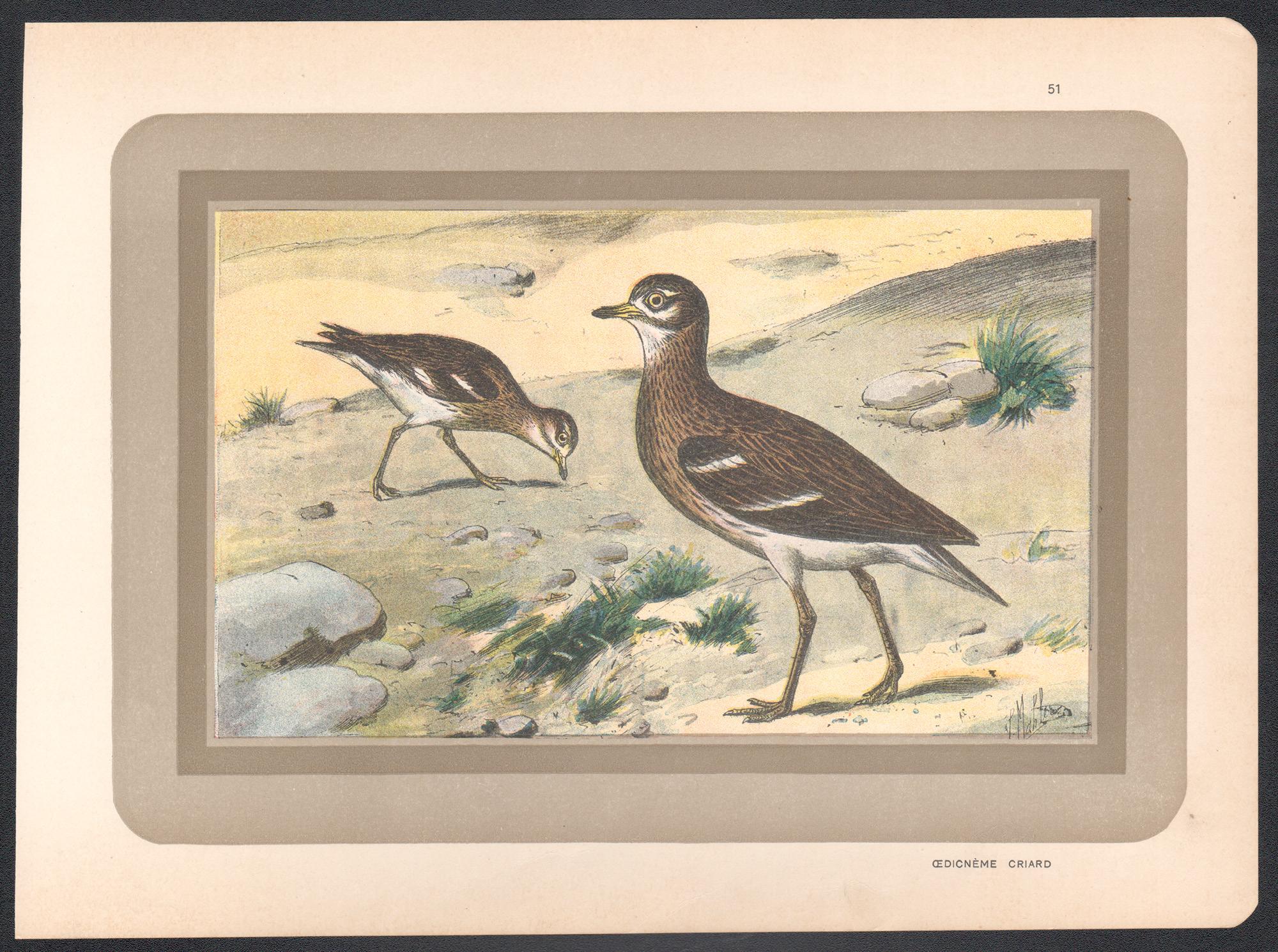 Eurasian Stone Curlew, French antique natural history water bird art print - Print by Unknown