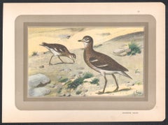 Eurasian Stone Curlew, French antique natural history water bird art print
