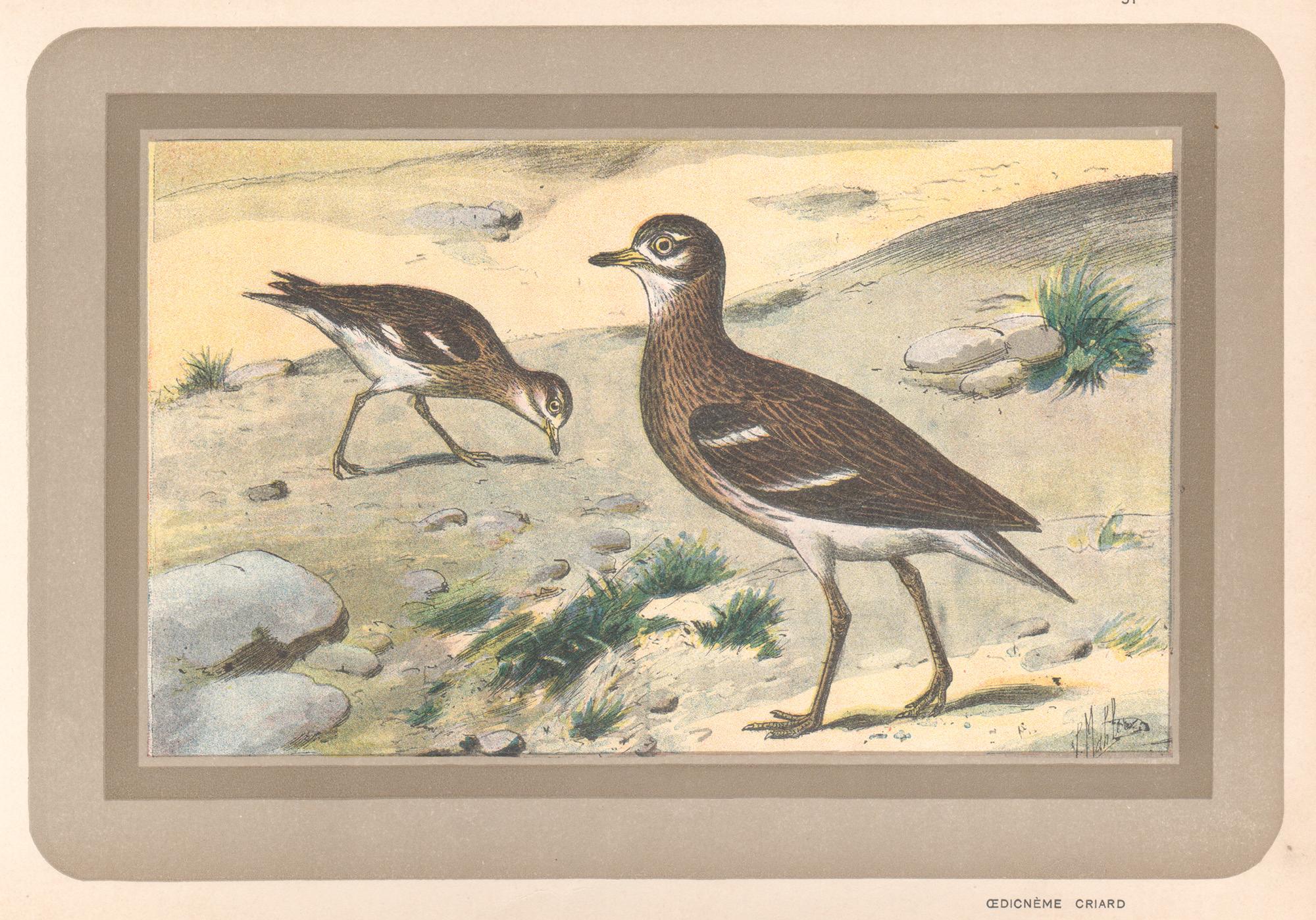 Unknown Animal Print - Eurasian Stone Curlew, French antique natural history water bird art print