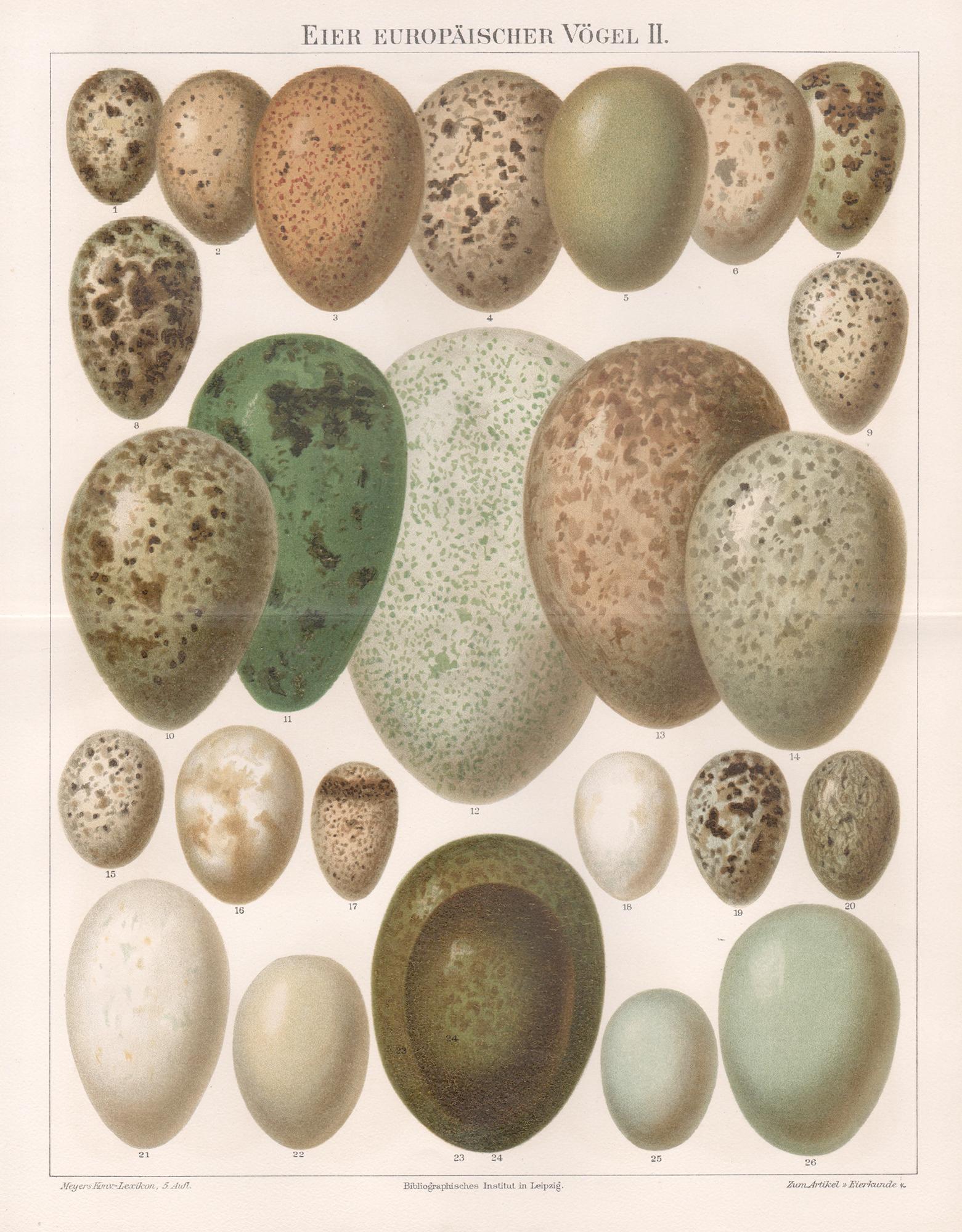 Unknown Print - European bird eggs, German antique chromolithograph print