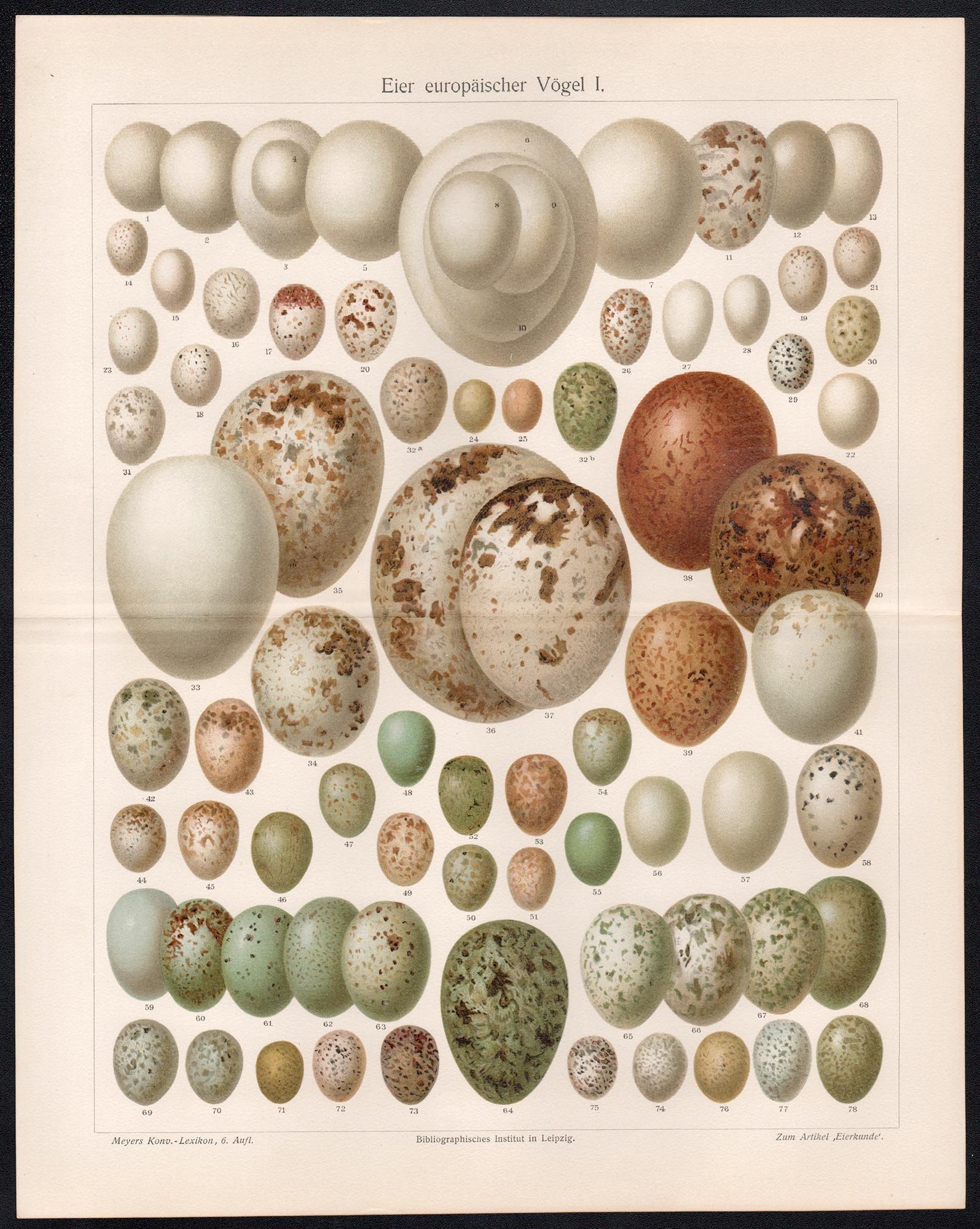 European bird eggs, German antique chromolithograph print - Print by Unknown