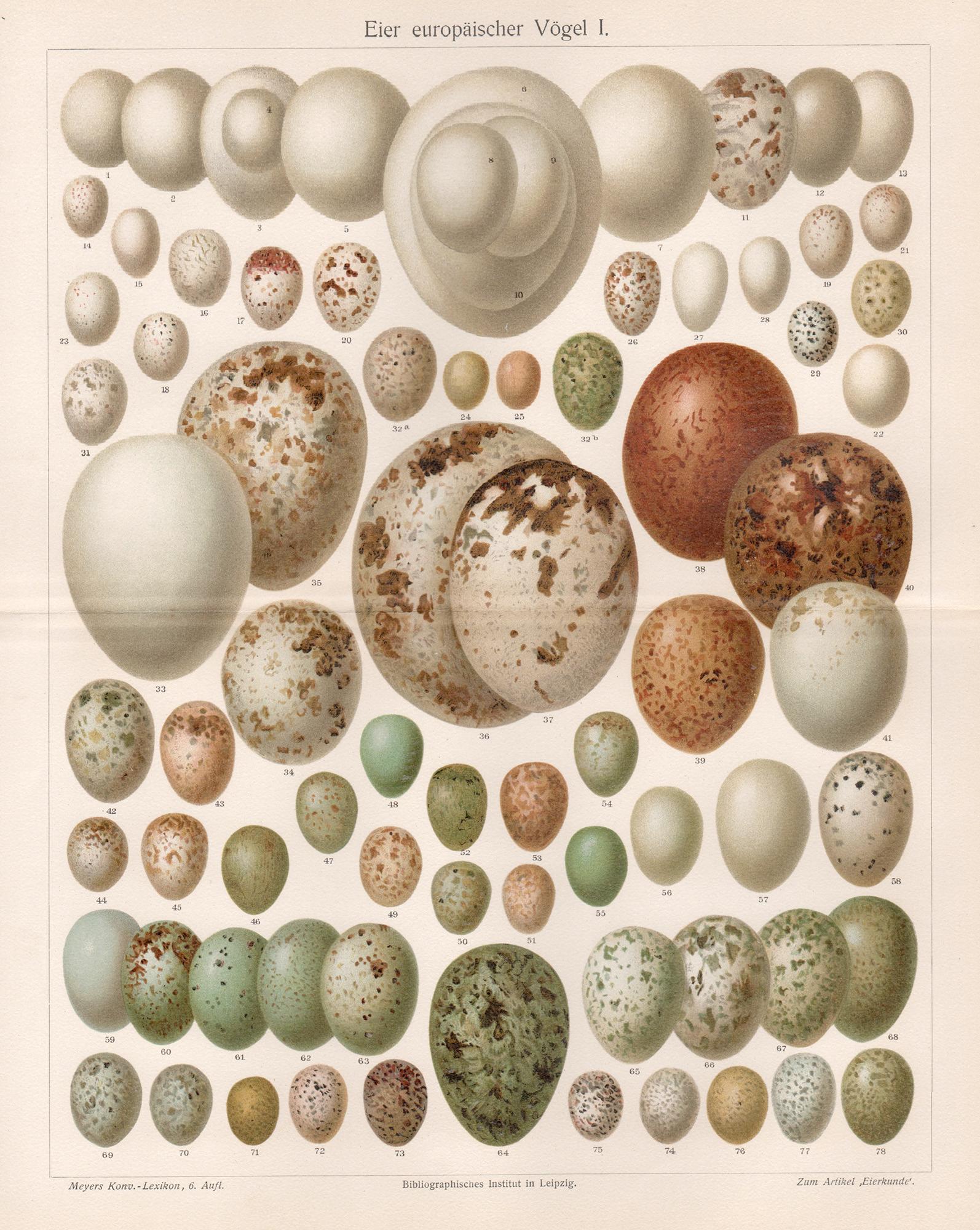 European bird eggs, German antique chromolithograph print