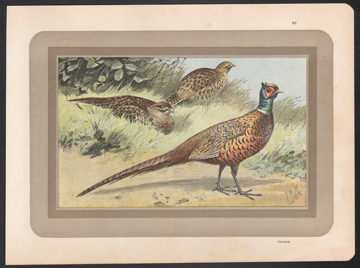 Pheasant, French antique natural history bird art illustration print - Print by Unknown