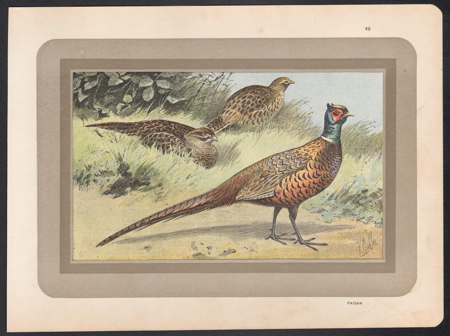 Faisán, historia natural francesa antigua ilustración de arte de aves impresión - Print de Unknown